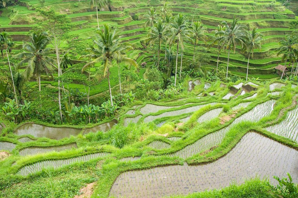 Bali_2012_25_4397hp